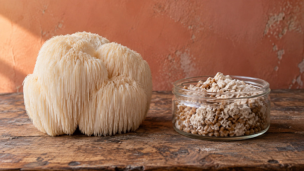 A lion's mane fruiting body on a worn wooden board beside a dish of pale mycelium powder on grain.