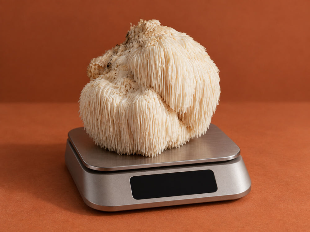 A whole lion's mane mushroom on a kitchen scale, weighing the fruiting body